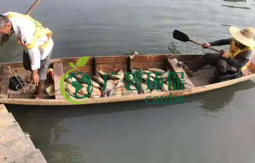 廣州旺旺食品廢水直排，永和河大量魚類死亡(圖1)